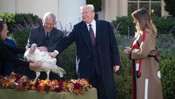 White House Turkey Pardon Live Stream: Watch The Annual Thanksgiving Event