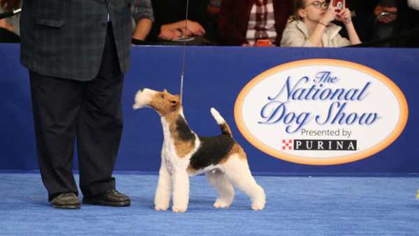 2019 National Dog Show Live Stream: How To Watch The Thanksgiving Tradition Online