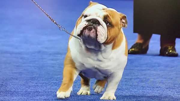 National Dog Show 2019: Thor The Bulldog Named Best In Show At Thanksgiving Classic