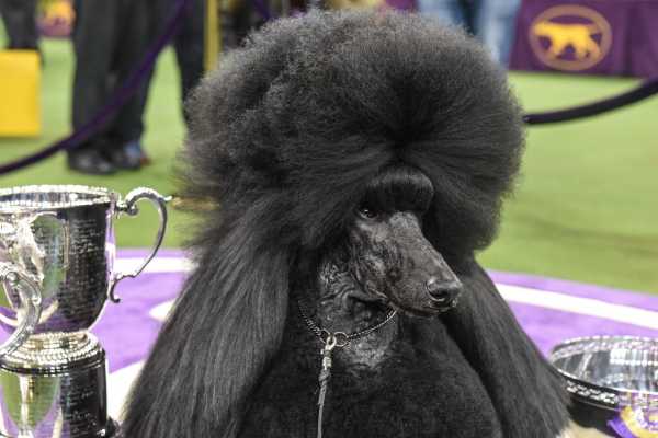 Siba, the Dowager Dog Who Won Westminster, Is My New Queen