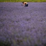 A leading Bulgarian producer of rose and lavender essential oils, Enio Bonchev draws on more than a century-old history and a renewed commitment to sustainability (Photo: Enio Bonchev)