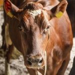 Soilfood's animal bedding in use