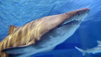 Shark Week 2025: Schedule, Where to Stream, Who’s Hosting & More