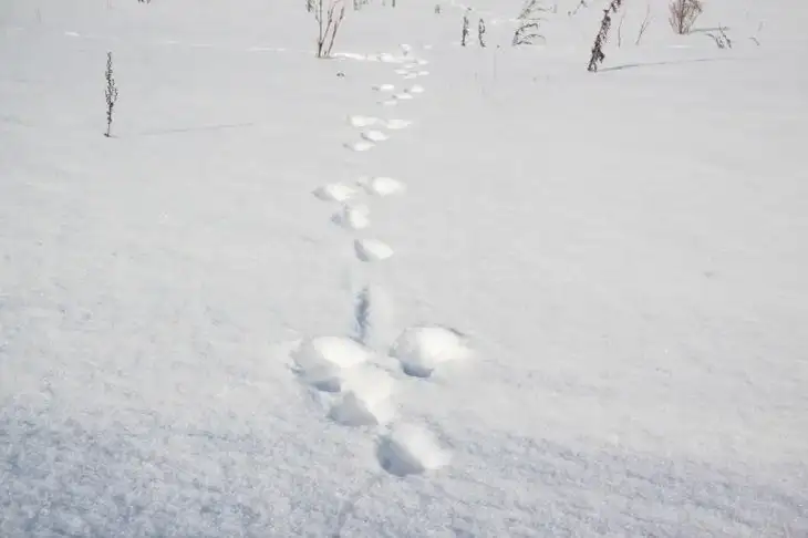 How to choose a tubing for an adult or a child: look at this parameter Снег