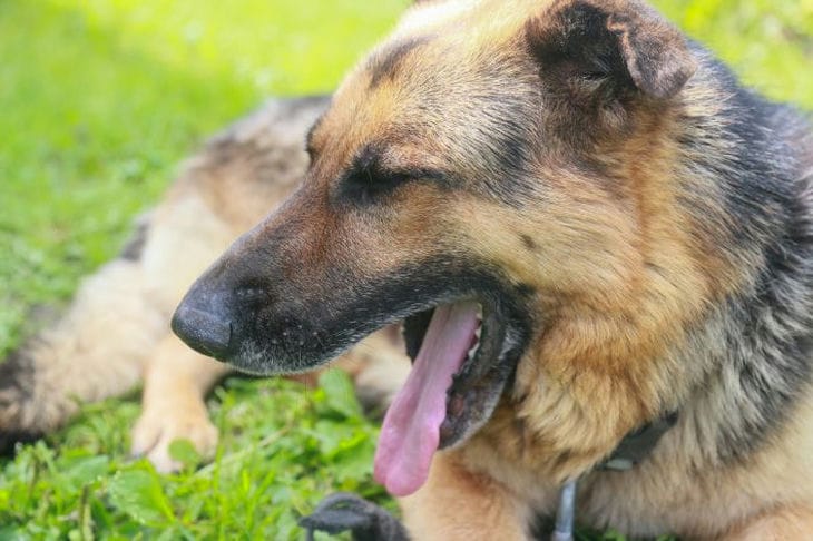 What a Dog Does While Its Owner Is at Work: Prepare to Be Surprised