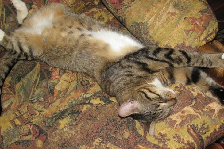 How to entertain a cat while it is home alone: 4 options for caring owners