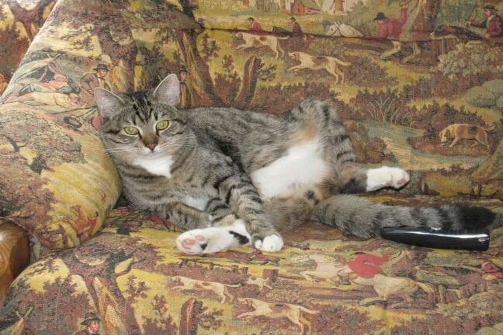 How to Spice Up the Boring Life of a Domestic Cat: An Unusual Way