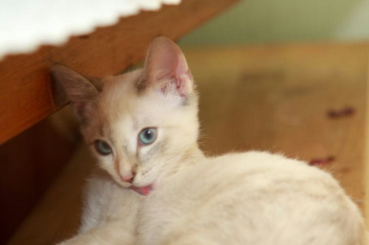 How to Make a DIY Sniffing Mat: The Best Toy for an Active Cat