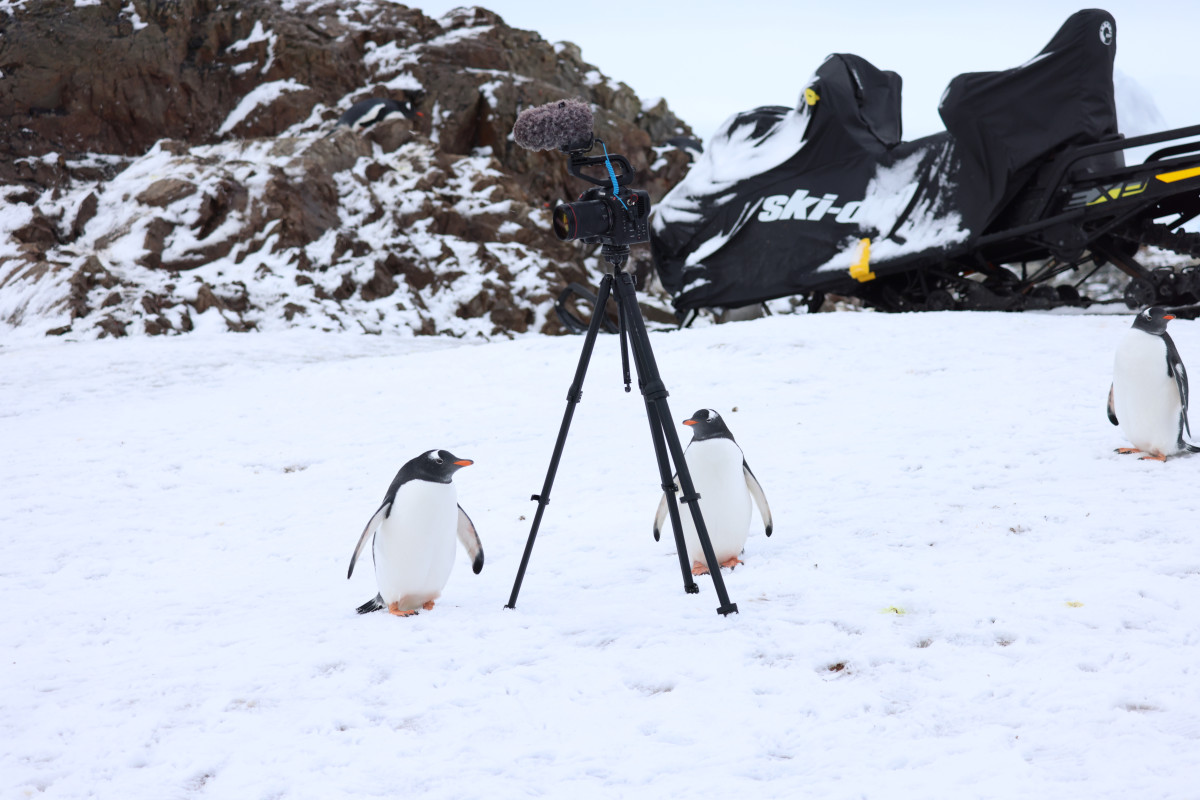 Why we should all watch Anton Ptushkin's documentary "Antarctica"3