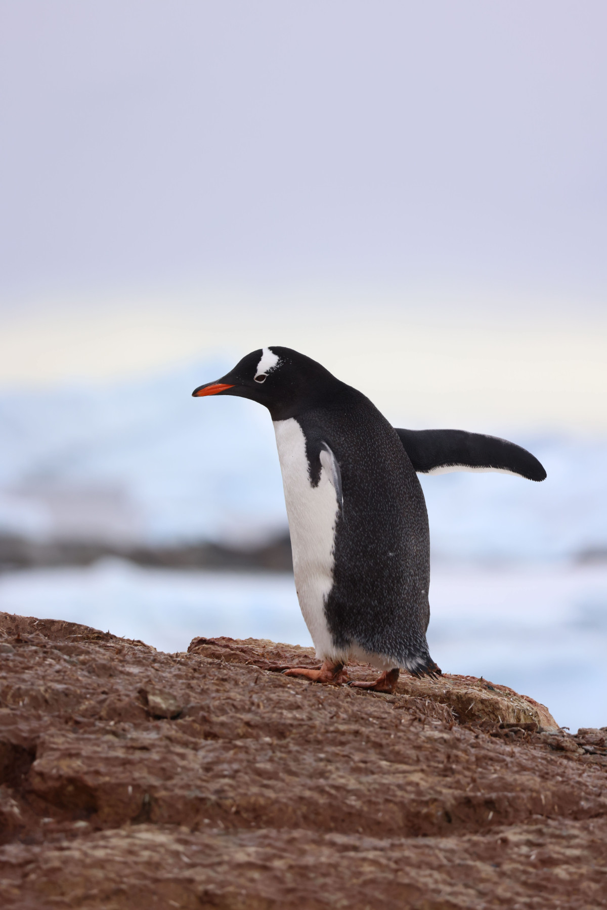 Why we should all watch Anton Ptushkin's documentary "Antarctica"1