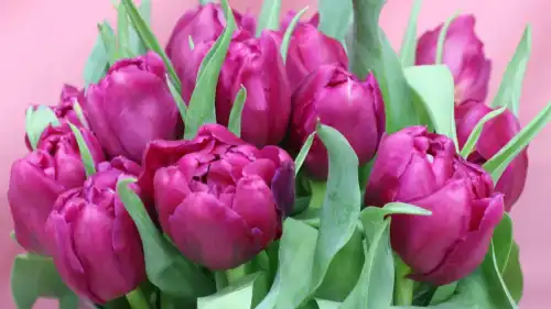 Flowers for March 8: how to choose the right festive&hellip;