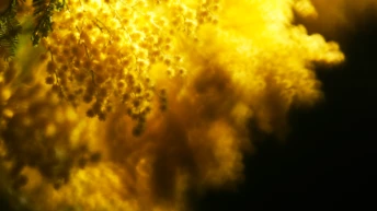 5 new fragrances with a note of mimosa that you…