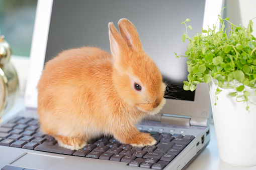 Have any bunnies run by? Computer exercises 2 Have any bunnies run by? Computer exercises 2